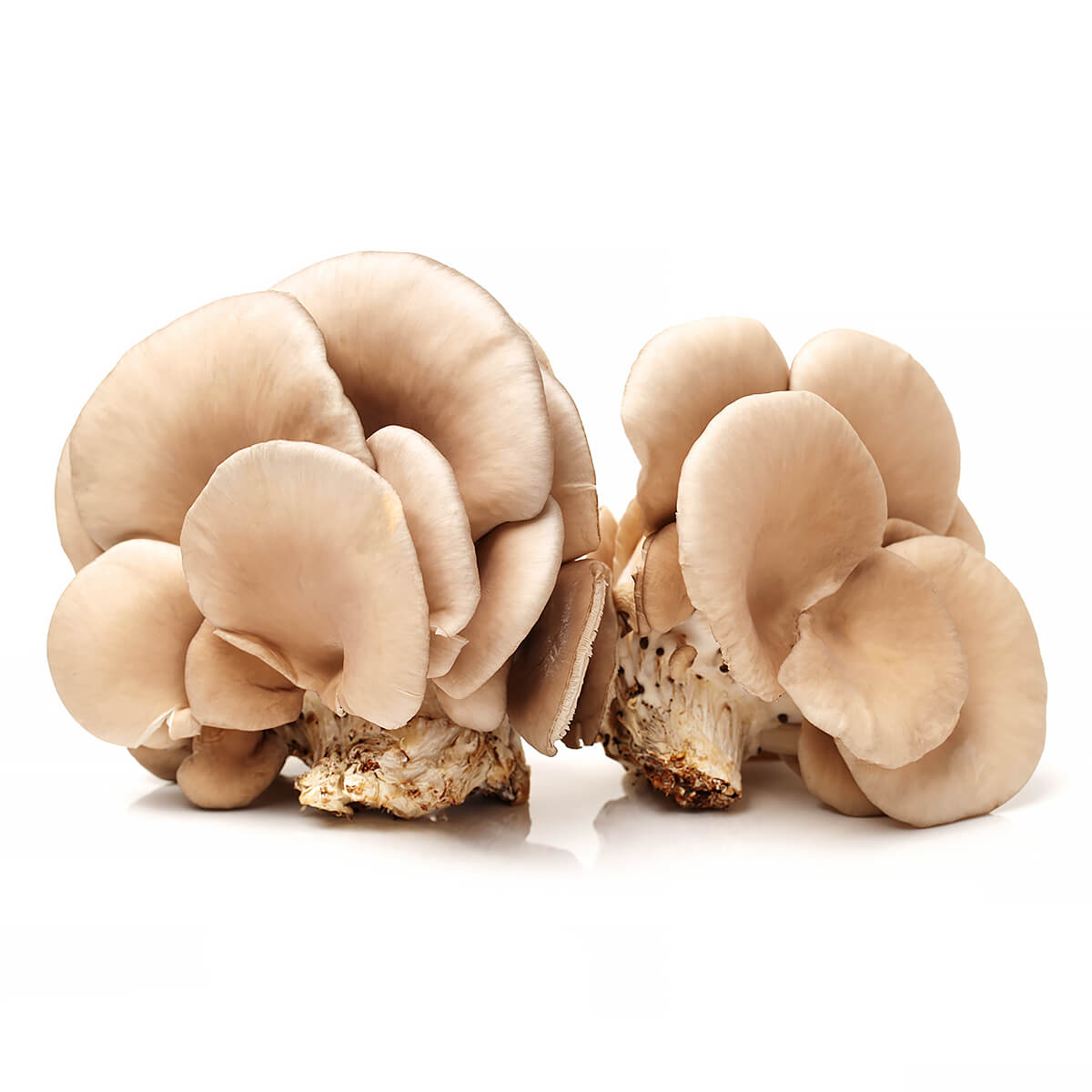 Ciuperci Pleurotus Crude