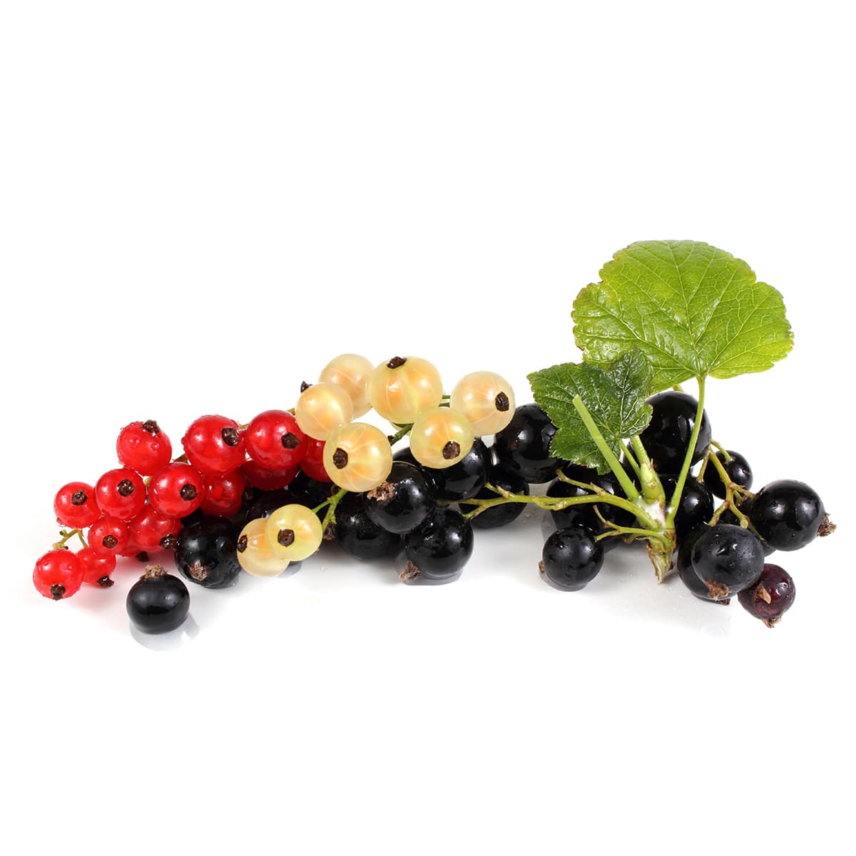 Coacaze Rosii Si Albe Crude