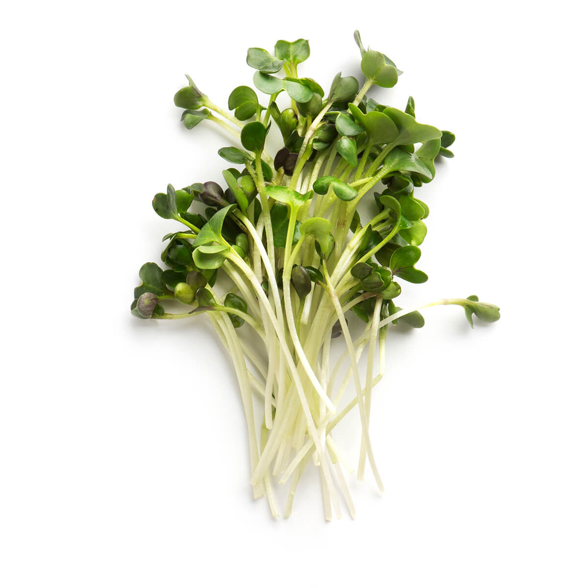 Micro Plante Fl Soarelui